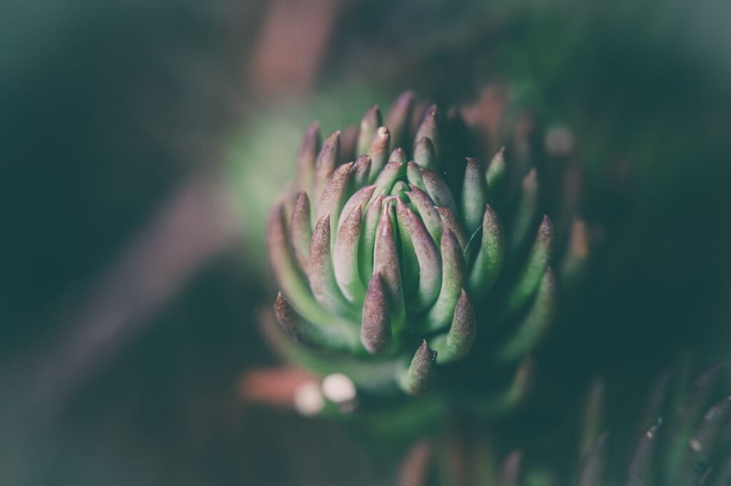 Macro shot of a green echeveria succulent with blurred background, showcasing natural beauty.